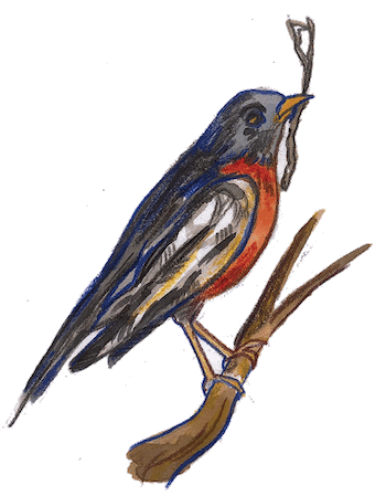 bird